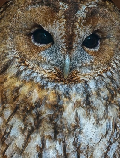 Tawny Owl